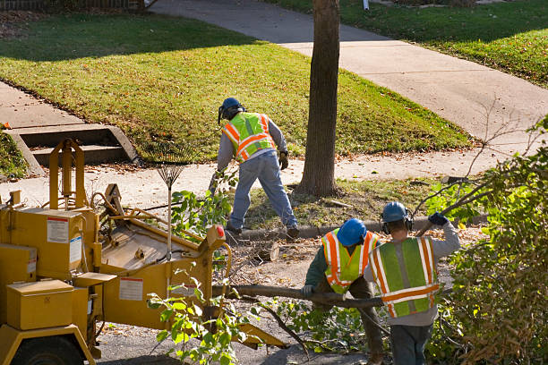 Best Tree Removal  in San Leandro, CA