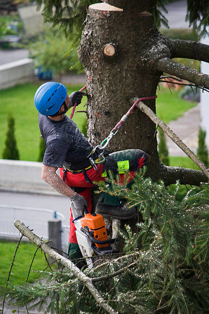 Best Tree Disease Treatment  in San Leandro, CA