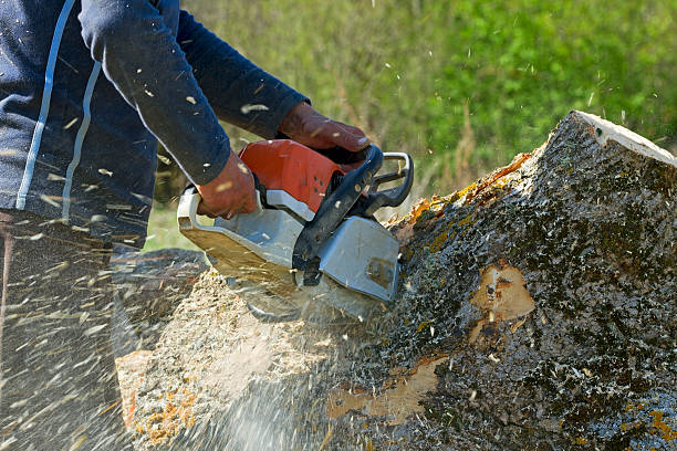 Reliable San Leandro, CA  Tree Services Solutions